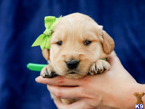 breeders Picture 2